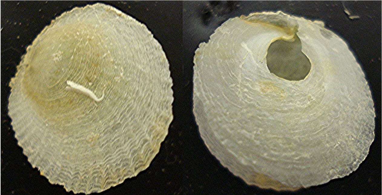 Pododesmus (Monia) patelliformis